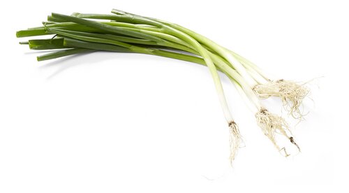  Jeunes Oignons Bio