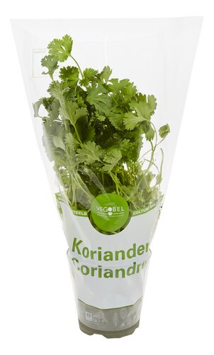  Herbes Aromatiques bio coriandre