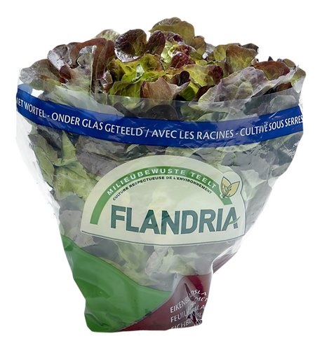  laitue feuille chêne rouge Flandri