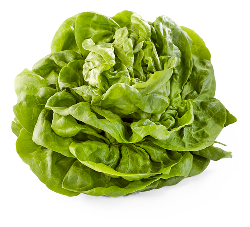  laitue de serre Flandria