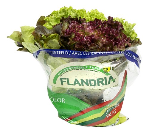  laitue multicolor Flandria
