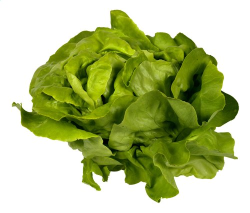  Laitue Bio Salade