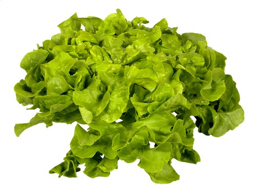  laitue verte feuille de chêne Bio