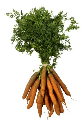  Carottes botte Bio