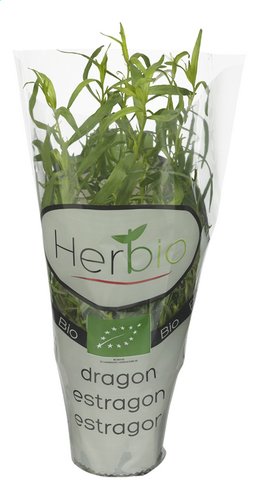HERBIO Estragon Bio