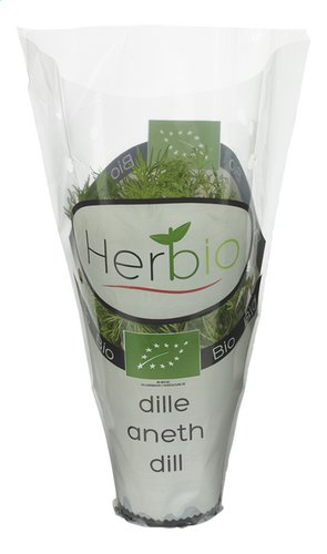 HERBIO aneth en pot Bio