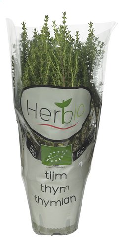 HERBIO Thym en pot Bio