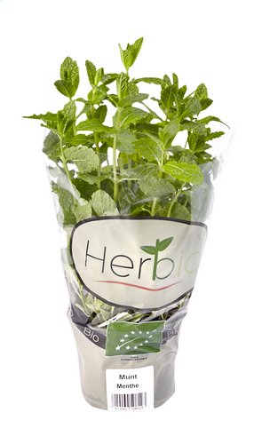 HERBIO Menthe verte bio