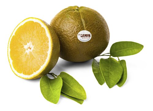  Appelsien Chocolate Navelina W