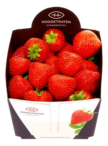 HOOGSTRATEN Aardbeien