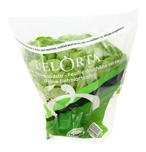  laitue feuille chêne verte Flandri