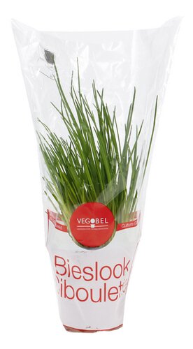  Herbes Aromatiques bio ciboulette