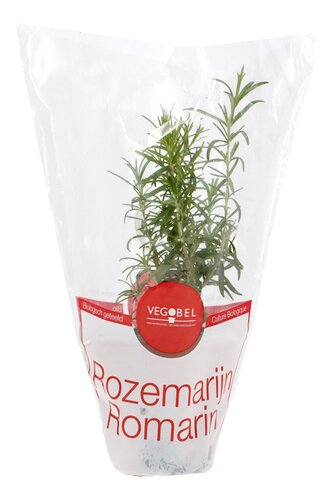  Herbes Aromatiques bio romarin