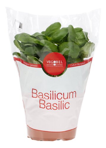  basilic bio