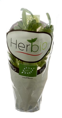 HERBIO Sauge en pot Bio