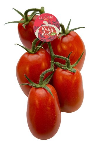  Tomate Ruby Red Bio