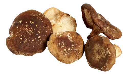  Shiitake Bio