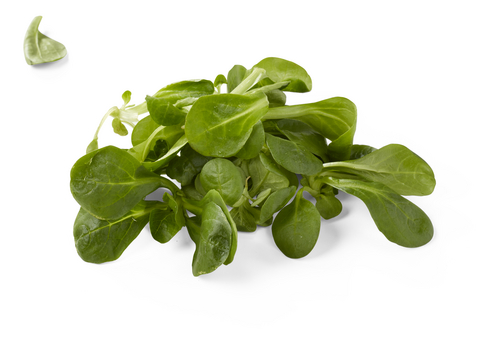  Salade Mache Bio