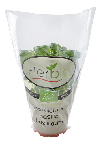 HERBIO BIO basilic 12cm